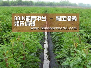 种植基地三